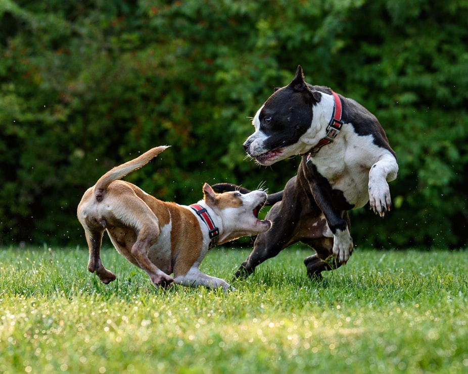 Как можно перевоспитать агрессивную собаку