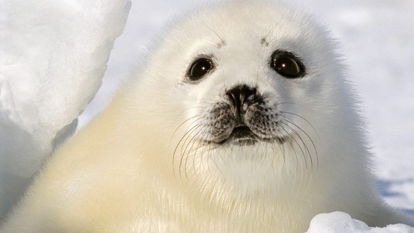 Особенности семейства ушастые тюлени