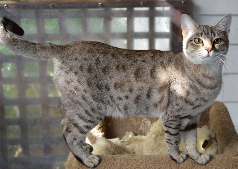 Азиатская табби: описание короткошерстной породы кошек с фото, особенности содержания