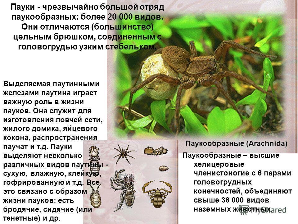 Brachypelma albopilosum: содержание паука брахипельма альбопилосум