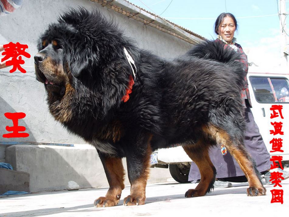 Собака тибетский мастиф: характер, описание породы, характеристика