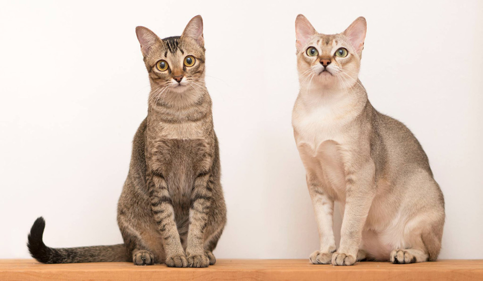 Карельский бобтейл — фото кошки с обзором всех стандартов породы, сколько живут и чем питаются