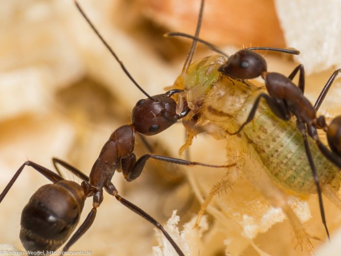 Моя семья муравьев camponotus nicobarensis.  | клуб любителей муравьев