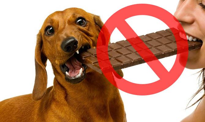 Если собака съела шоколад через сколько симптомы