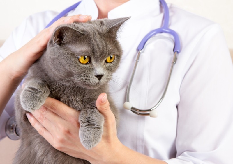Гемобартонеллез у кошек