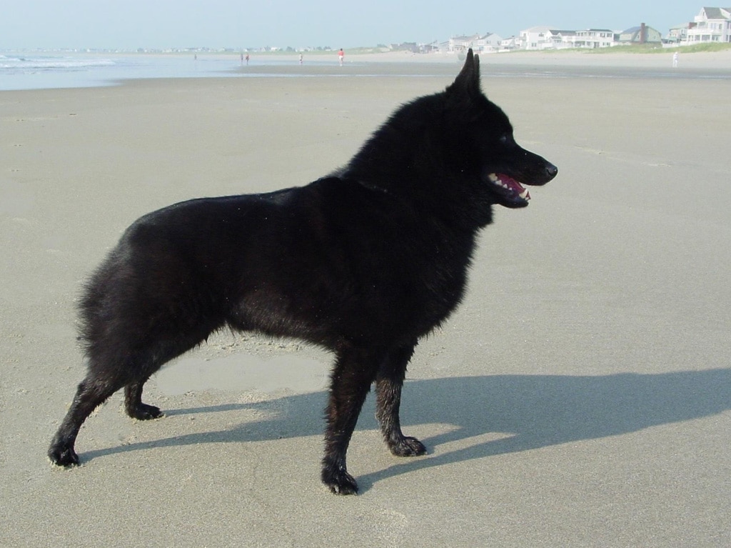 Характеристика собак породы шипперке с отзывами и фото
