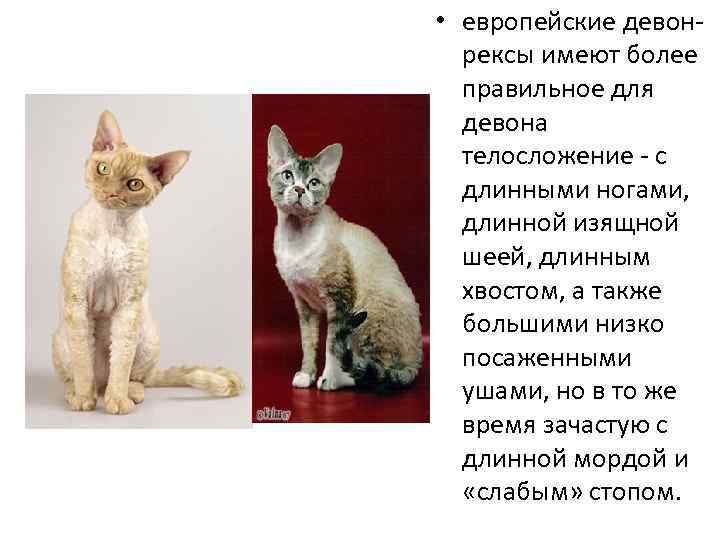 Особенности внешности, характера, разведения и содержания кошек породы эльф