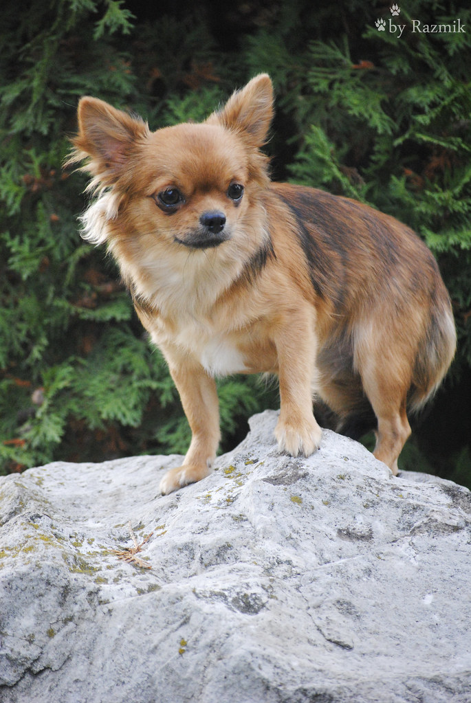 Чихуахуа типа дир (17 фото): стандарт взрослых собак, особенности короткошерстных щенков. характер и содержание