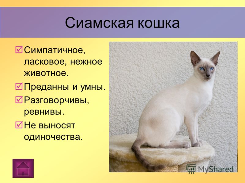 Тайская кошка: характер, описание породы и особенности содержания (90 фото)