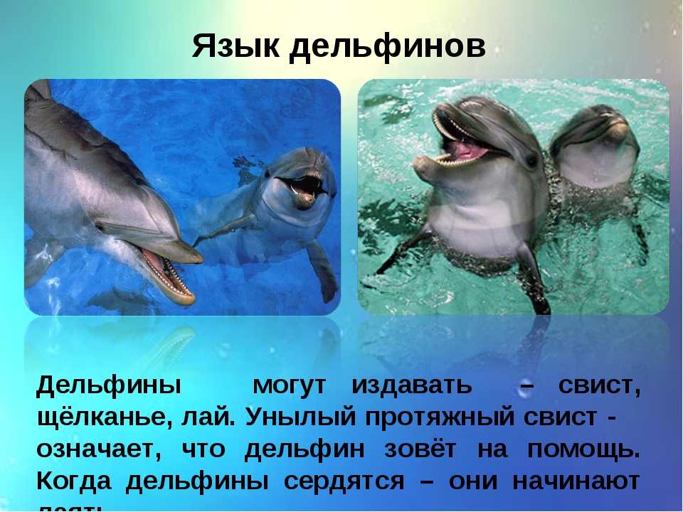 Звук в слове дельфины. Язык дельфинов. Язык общения дельфинов. Язык дельфинов проект. Сведения о дельфинах для детей.