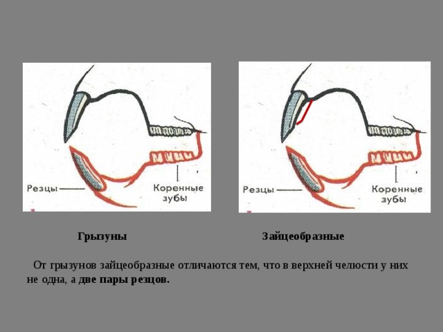 Анатомия молочных зубов