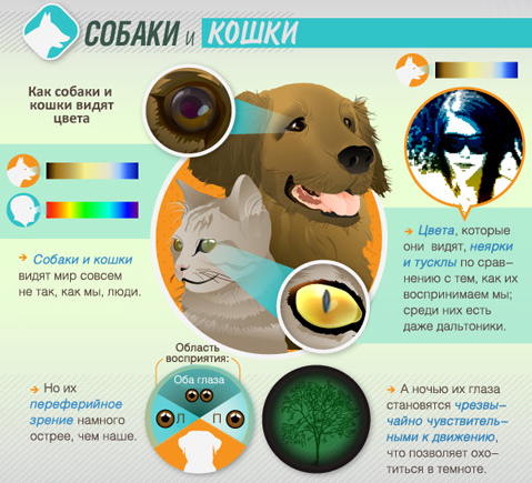 Как кошки видят наш и потусторонний мир, чем кошачье зрение отличается от зрительного восприятия людей?
