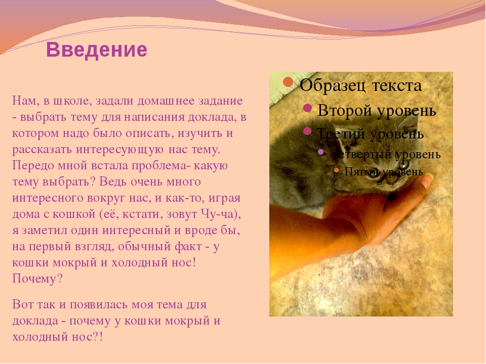 ᐉ мокрый и холодный нос у кошки - zoomanji.ru