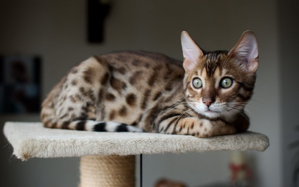 Табби кошка: разнообразие рисунков, основные и редкие типы окраса животных