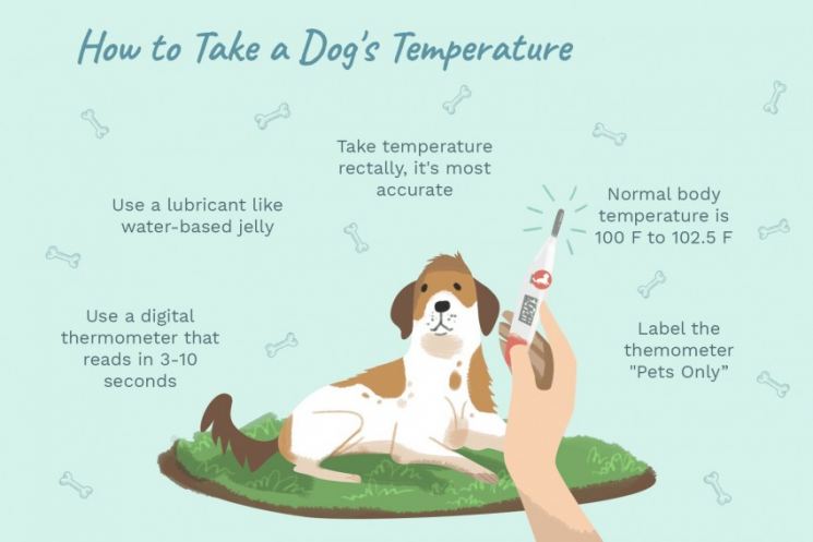 Как измерить собаке температуру в домашних условиях: с градусником или без него, алгоритм процедуры и подсказки