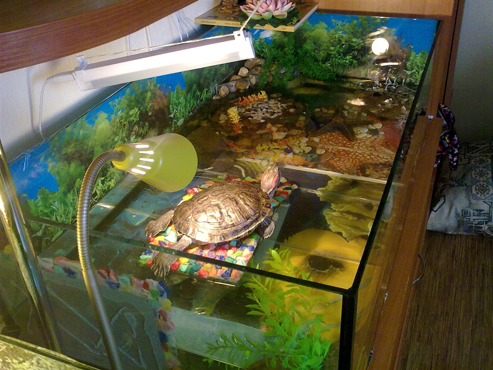 Сколько воды наливать черепахе в аквариум