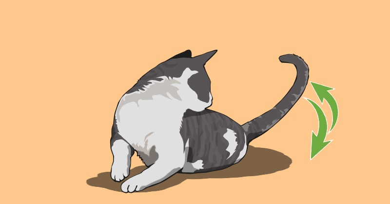 Почему кошки виляют хвостом. Кошка виляет хвостом. Кот с хвостом. Кошки хвостиком виляют. Виляния хвостом у котов.