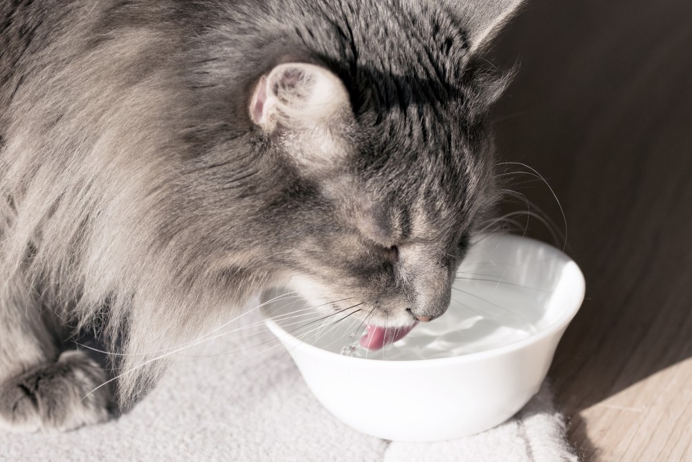Кошка отказывается от воды и еды