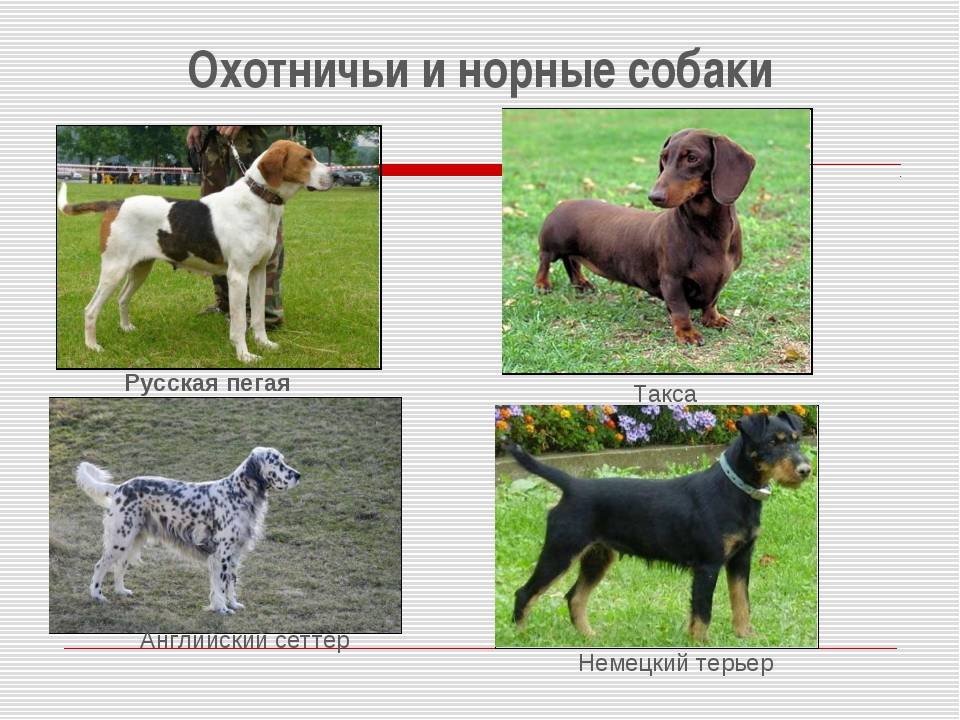 Норные породы собак — фото с названиями, описание охотничьих качеств