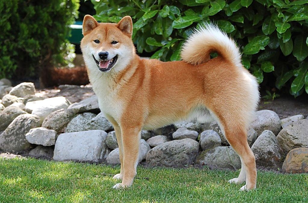 Сикоку — редкая порода собак, выведенная в японии. сикоку ину (коти кэн) описание породы