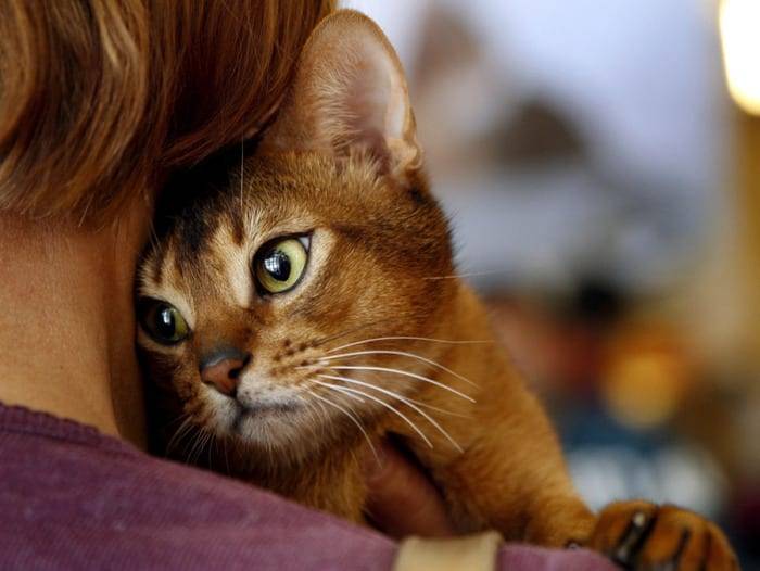 6 причин, почему кошка охраняет хозяина - признаки защиты