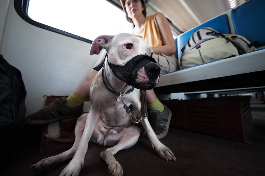 Правила перевозки собак 2021: в поезде, самолете, автобусе, электричке, авто
