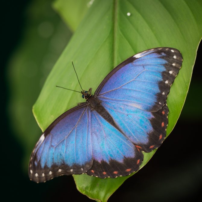 Бабочка: описание, повадки, места обитания, виды бабочек, фото