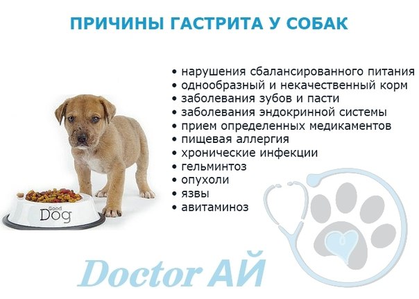 Рвота у собак -  причины и лечение рвоты у щенка в москве. ветеринарная клиника "зоостатус"