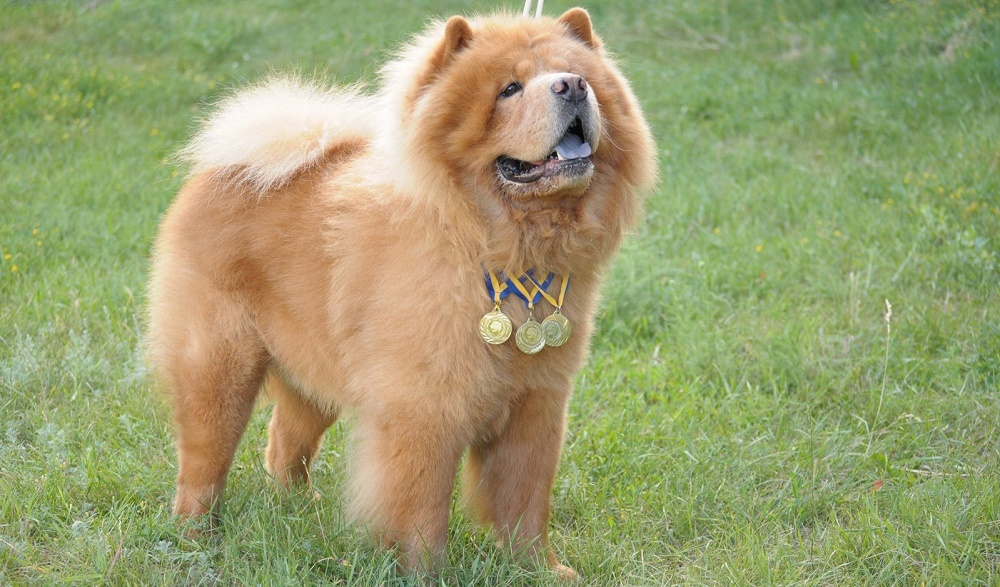 Чау-чау собака: порода собак, фото, описание внешнего вида, характера, размер, окрас, цена щенка