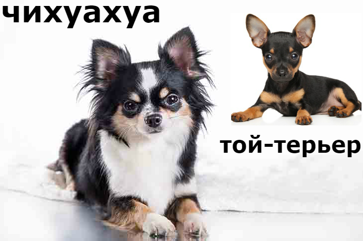Помесь той-терьера и чихуахуа — особенности, характеристики и отзывы