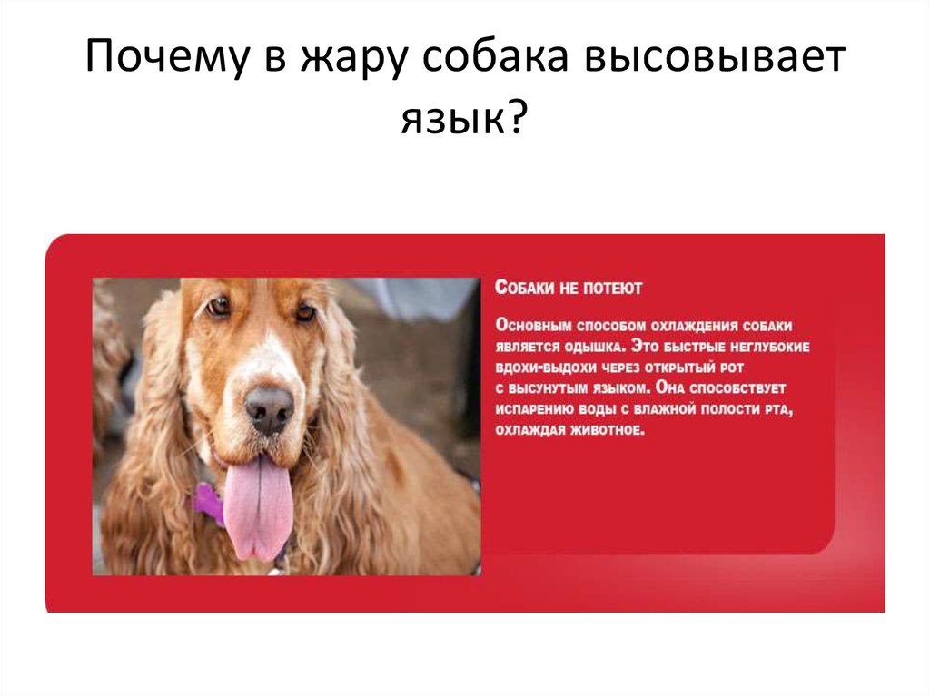 Почему собака высовывает язык