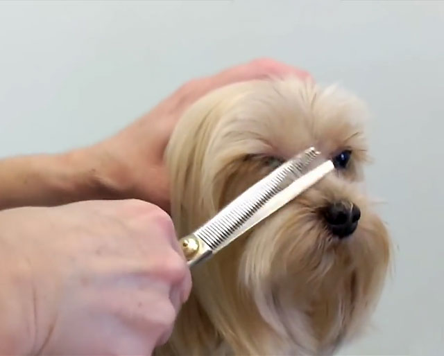 Можно ли собаке стричь усы