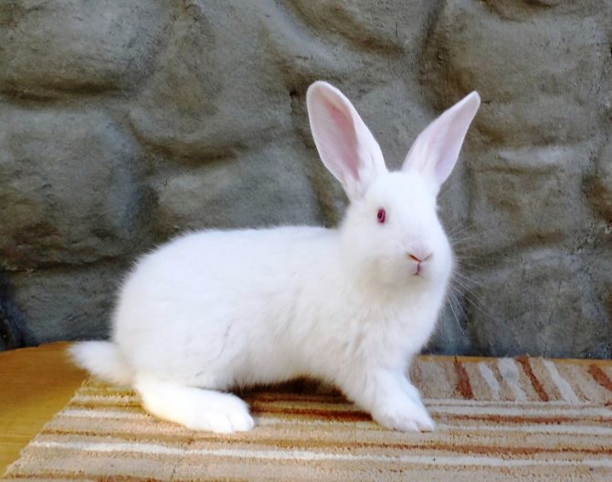 ᐉ как выглядит декоративный кролик альбинос? - zooon.ru