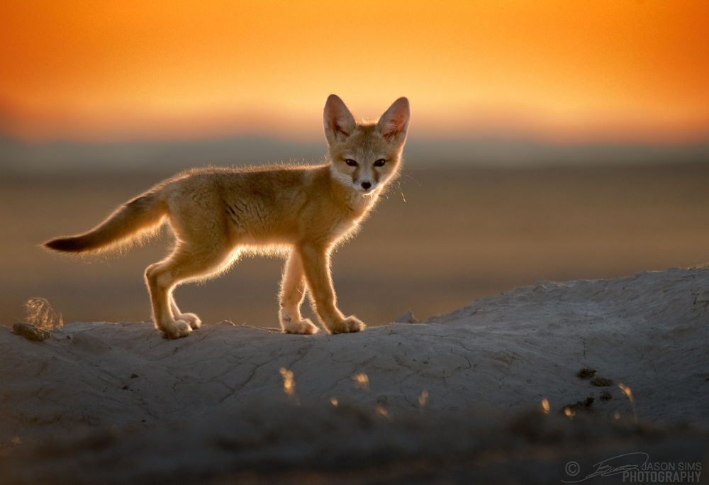 Фенек - 68 фото невероятно милого и удивительного пустынного лиса
