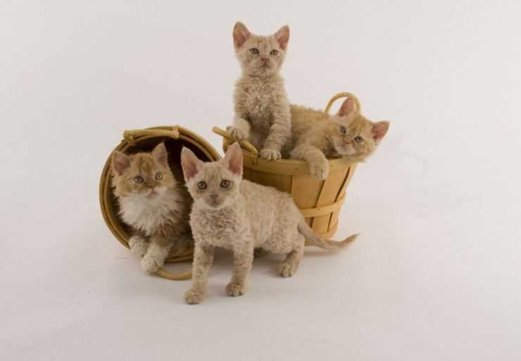 Порода кошек лаперм: описание внешности и характера, уход за питомцем и его содержание, выбор котёнка, отзывы владельцев, фото кота