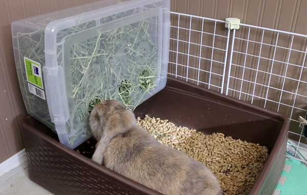 Как приучить кролика к лотку самостоятепьно: инструкции и видео