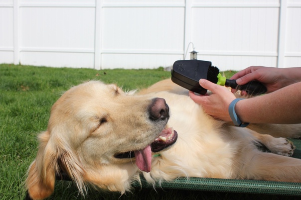 Выпадает шерсть у собаки: возможные причины и лечение с фото и видео