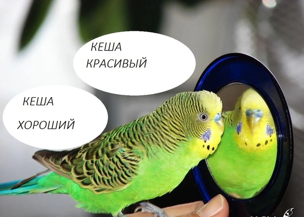 Как научить волнистого попугая говорить, что делать, чтобы питомец начал разговаривать