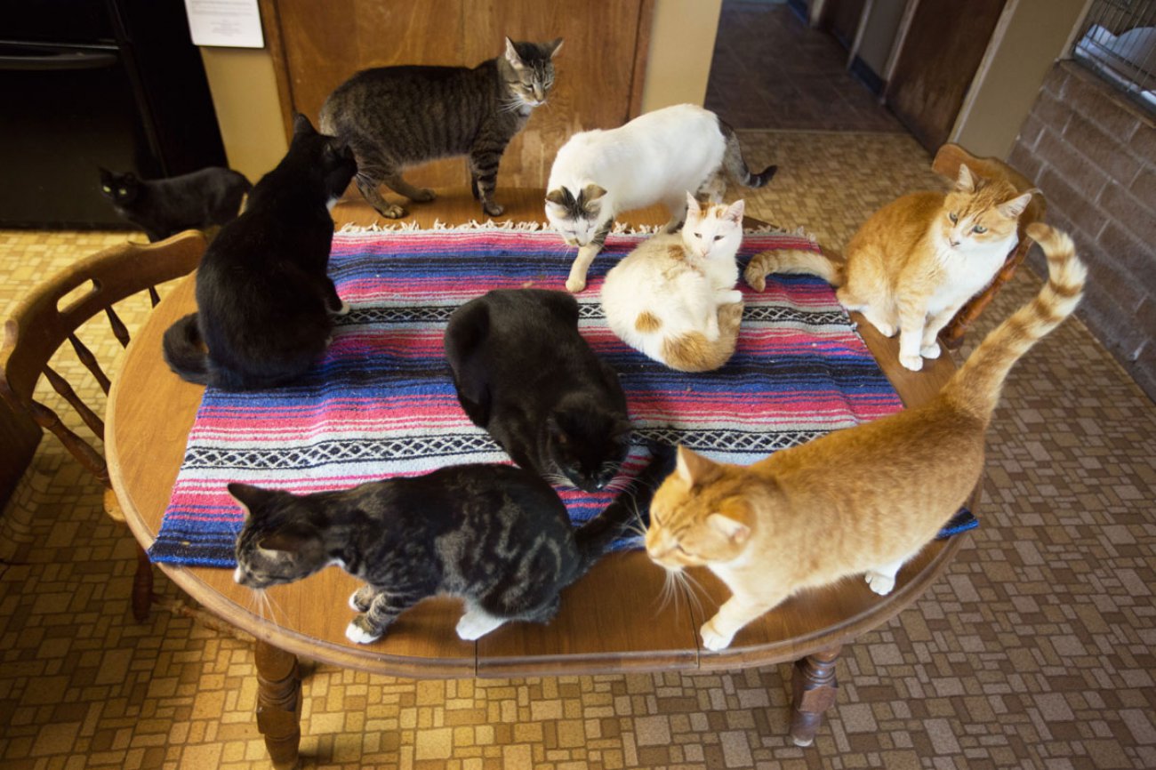 Приют для кошек Кэт Хаус в Калифорнии