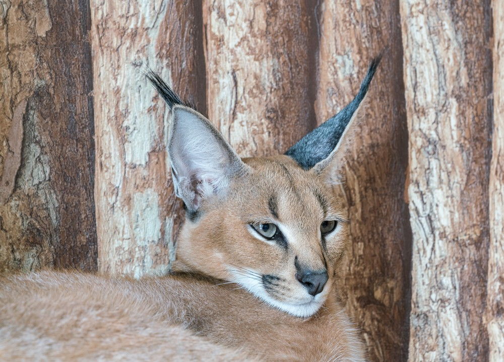 Кошки с кисточками на ушах домашние фото и названия