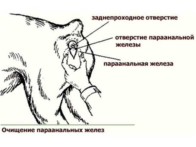 Что значит очищенная. Как почистить параанальные железы у собаки. Очищение параанальных желез у собаки. Параанальные железы у собак анатомия. Параанальные железы у собак чистка.