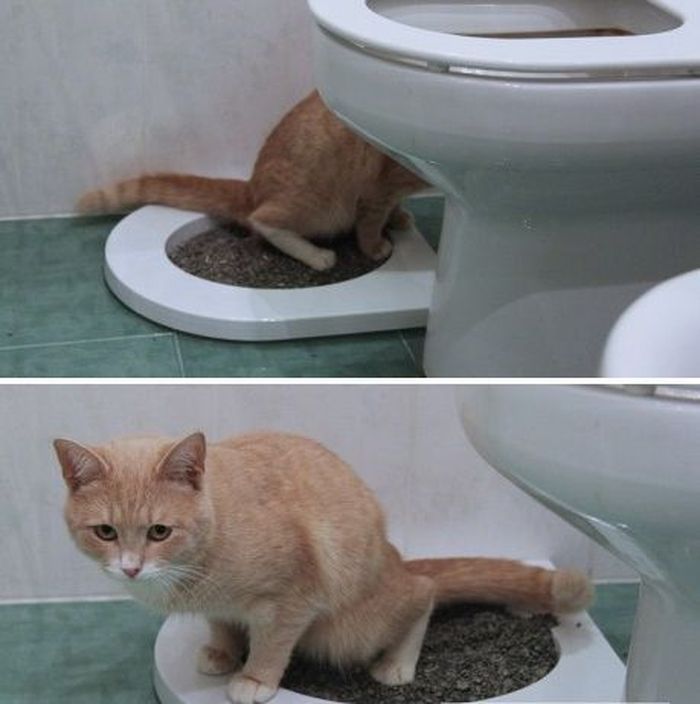 Кот не может пописать