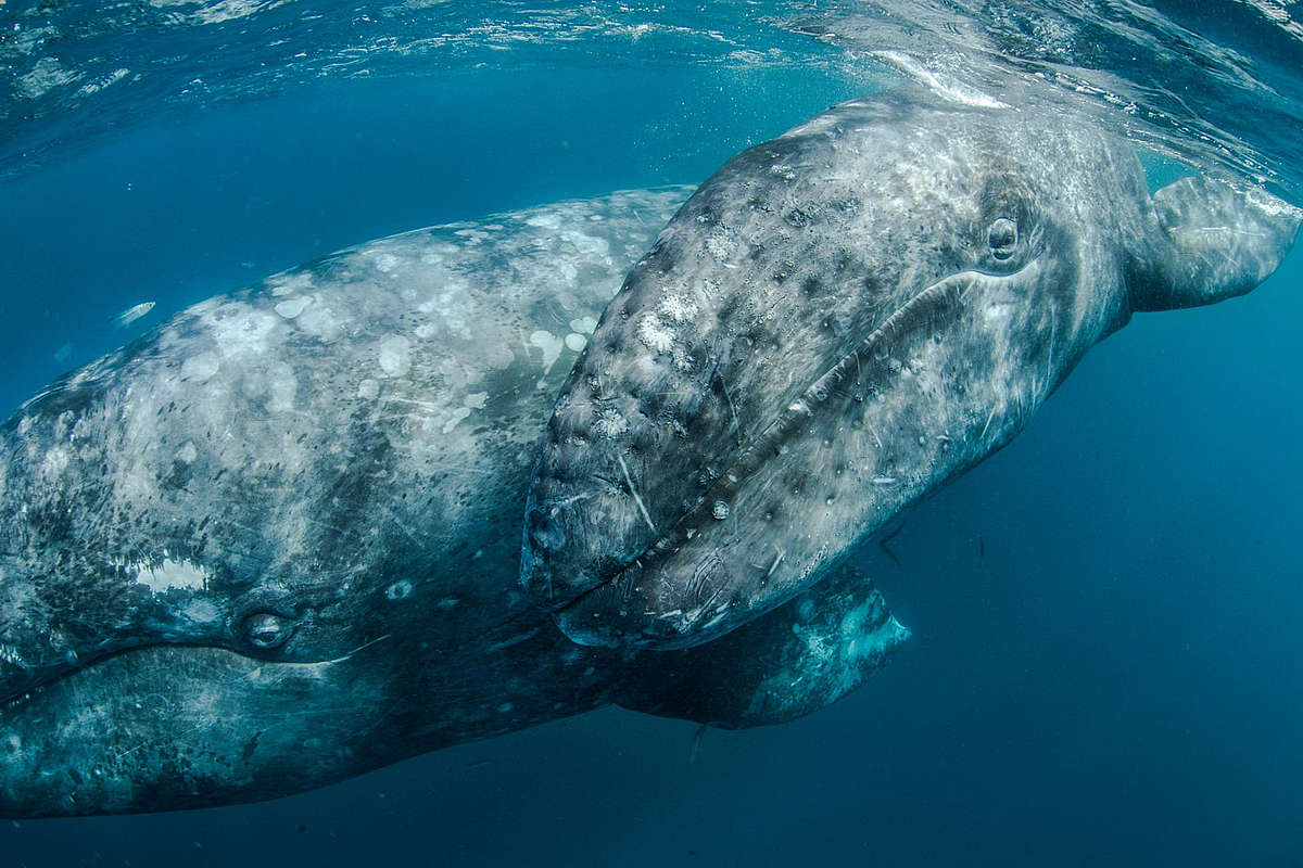 Серый кит китообразные