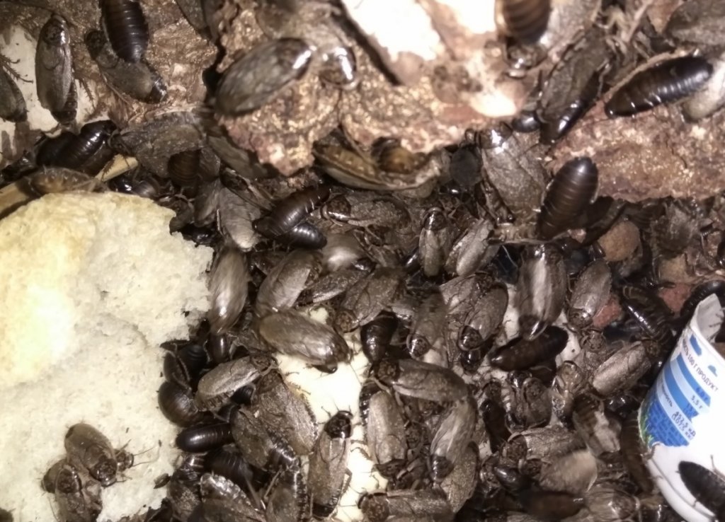 Мраморные тараканы – еда для домашних рептилий и пауков, разведение и содержание в домашних условиях