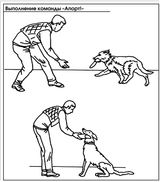 Занятие 2. общий курс дрессировки или окд собак, алгоритм дрессировочной ситуации