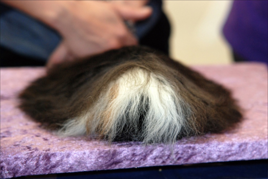 Морские свинки породы альпака: особенности разведения в домашних условиях