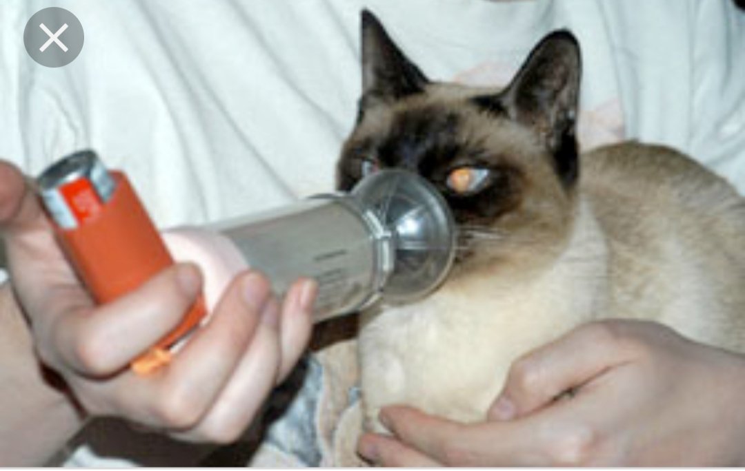 Бронхит у кошек - острый, хронический бронхит, симптомы и лечение  в москве. ветеринарная клиника "зоостатус"