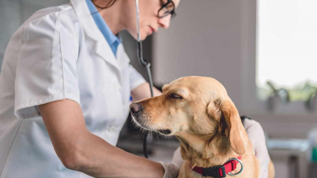 Болезнь аддисона одна из самых распространённых патологий эндокринной системы среди молодых собак