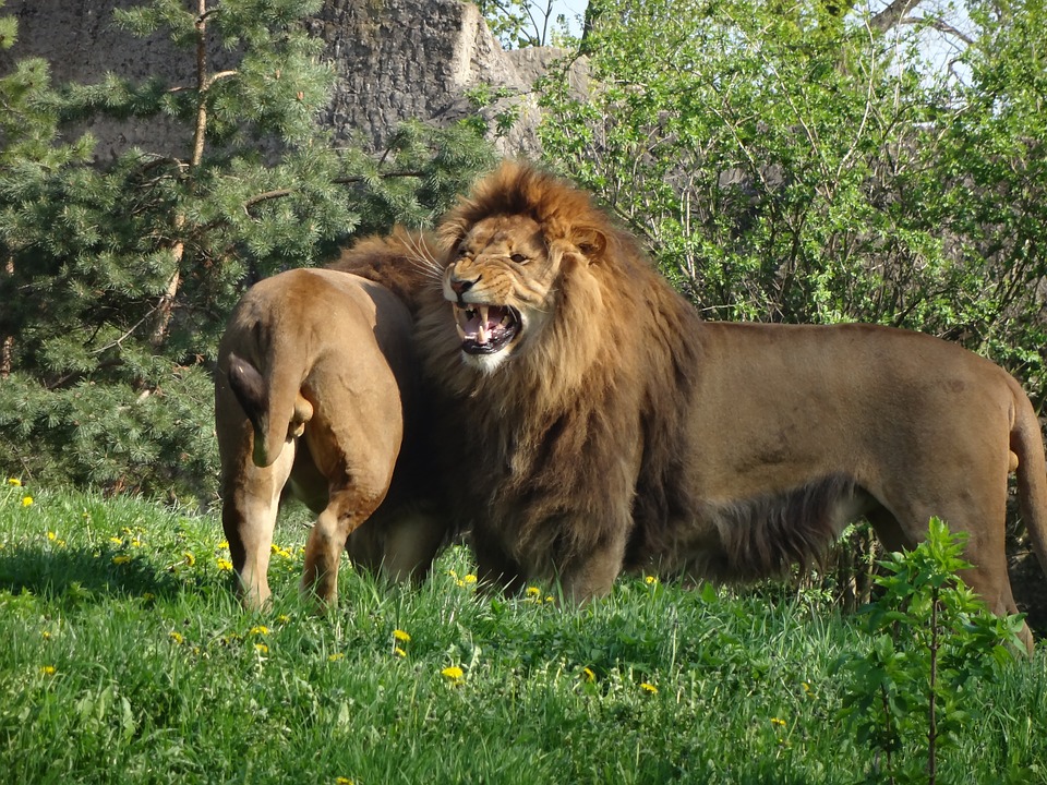 Львы - 25 интересных фактов про жизнь львов