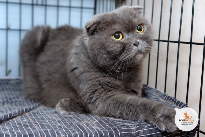 Скоттиш-фолд: 28 фото шотландской вислоухой кошки, описание породы, цена котенка